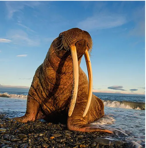 Figure 1. Adult female walrus in Wrangel Island, Russia. Photo: Sergej Gorshkov (www.nationalgeographic.it)