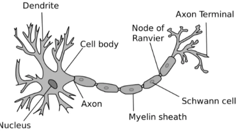 Figura 1.3: Rappresentazione grafica di un neurone.