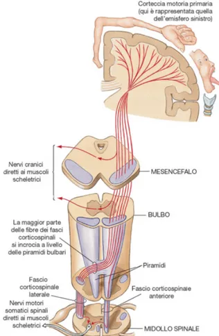 Figura 2.1: Nel sistema piramidale il fascio cortico-spinale ha origine nella corteccia primaria in cui si può osservare il diagramma di Penfield dell’omuncolo motorio, e prosegue nel bulbo, nella decussazione piramidale, fino al midollo spinale [24].
