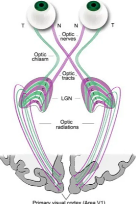 Figura 2.2: Sistema visivo, la radiazione ottica ha origine dai nuclei genicolati laterali (LGN) e termina nella corteccia visiva primaria (V1) [14].