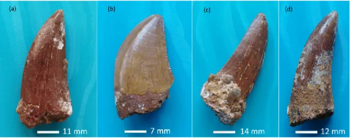 Figura 2.1: Fossili del gruppo A. Di seguito ne sono indicati il numero, la specie e la catalogazione del museo