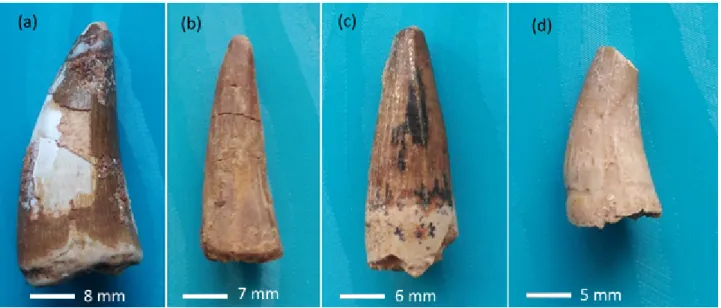 Figura 2.2: Fossili del gruppo B. Di seguito ne sono indicati il numero, la specie e la catalogazione del museo