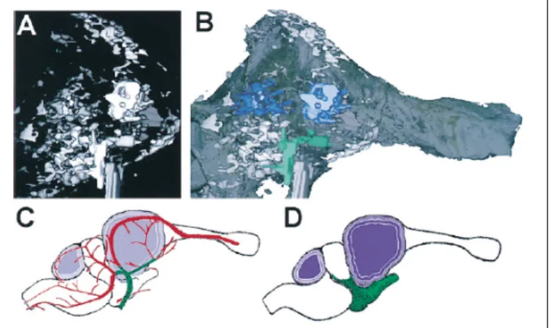 Figura 3.1: (A-B) Immagini dell’endocranio dell’Allosaurus ottenute con tomografia a spirale