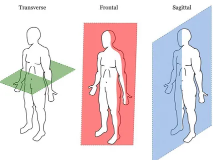 Figura 16 – I tre piani anatomici: 