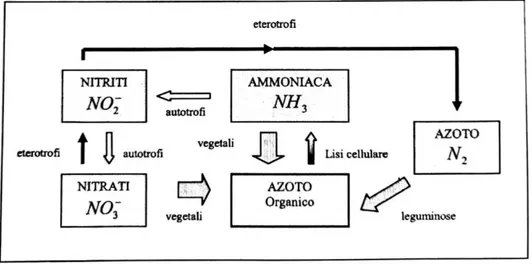 Fig. 4 – Ciclo dell’azoto in natura (Depurazione e smaltimento degli scarichi urbani, dispense  tecniche, fig