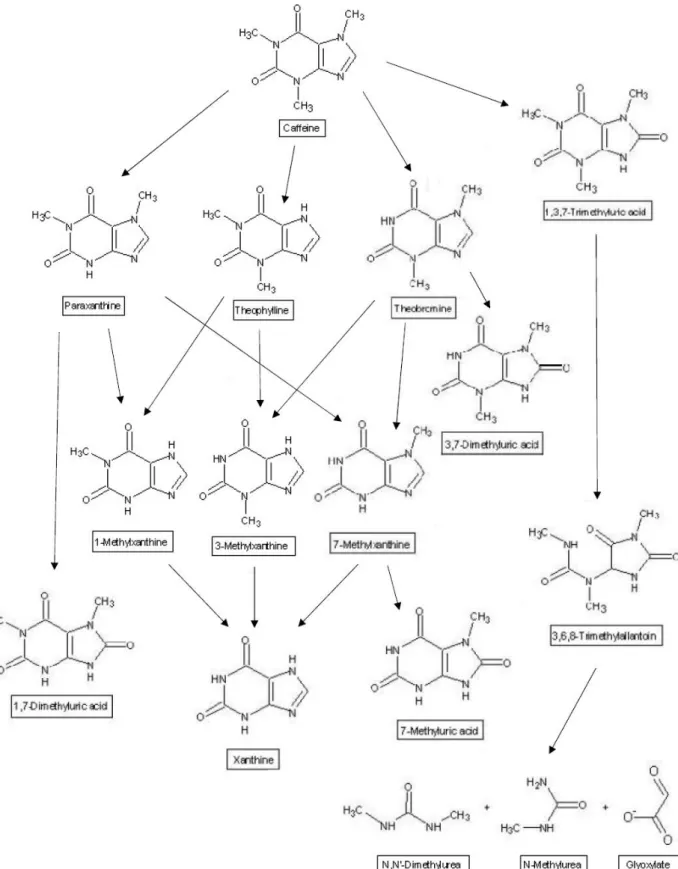 Figure 1.10. Caffeine degradation pathways [100] 