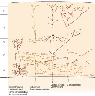 Figura 2: I neuroni nei diversi strati della corteccia proiettano a diverse parti del cervello  [3]