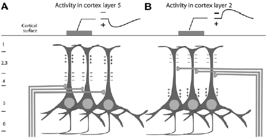 Figura 5: La polarità del segnale EEG in superficie dipende dalla posizione dell’attività  sinaptica nella corteccia [7]