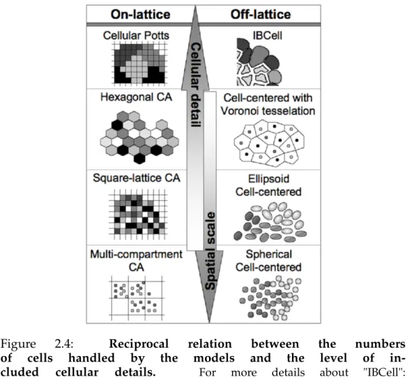 Figure 2.4: Reciprocal relation between the numbers of cells handled by the models and the level of  in-cluded cellular details