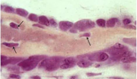 Figure 3.1: Osteoblasts lining the osseous matrix they have produced. The arrows indicate osteoblasts entrapped in the mineralized matrix that are becoming osteocytes.