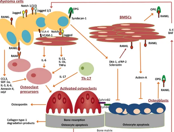 Figure 3.4: Schematic overview of myeloma-related bone disease and of its characteristic molecular pathways.