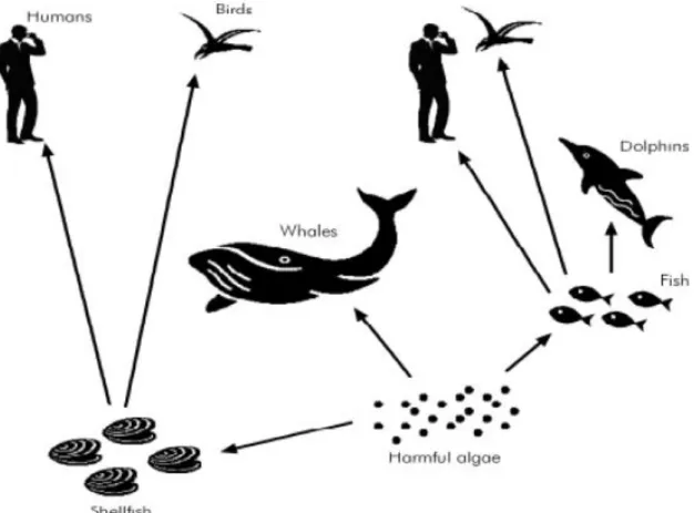 Figure 2: Harmful algal blooms along the trophic chain and relatives routes of  dietary exposure