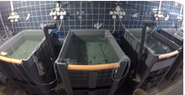 Figure 4: Fish (n=66) assigned in the 3 tanks (270 L) were housed for a brief  acclimation  period,  before  to  start  the  experiment  based  on  two  different  diet  and asses the toxin kinetic dynamic