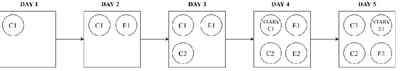 Figure  7:  Schematic  description  of  the  experimental  design.  Taking  as  an  example  the  C1  fish:  it  has  to  spent  three  days  into  the  cylinder, on the fourth  day it has to be starved and in the afternoon the SMR measurement begin, while