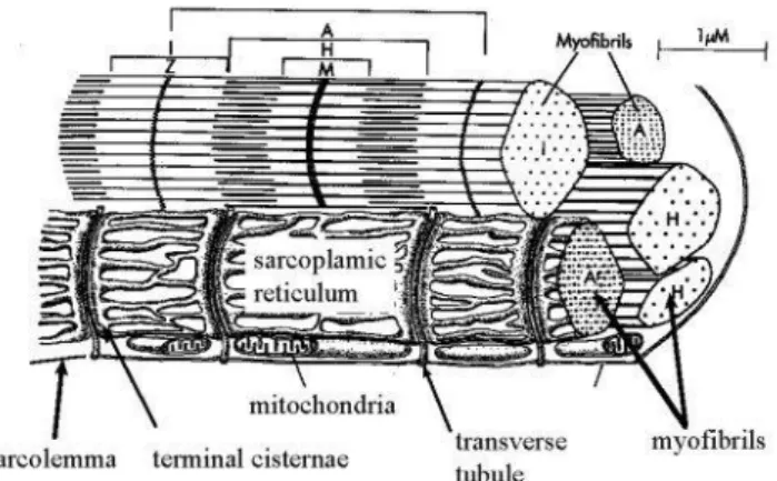 Figura 1.1: Sezione di muscolo di mammifero. Si possono notare le strutture coinvolte nel ciclo del calcio 