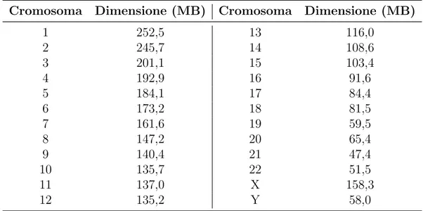 Tabella 1.1: Dimensione dei file FASTA corrispondenti ai diversi cromosomi umani.