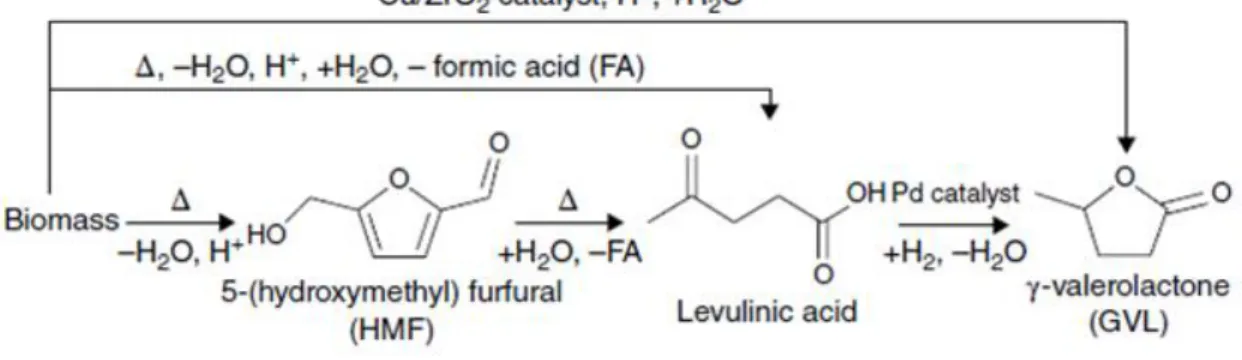 Figura 1.5 - Formazione di acido levulinico e di γ-valerolattone (GVL) direttamente dalla  biomassa 