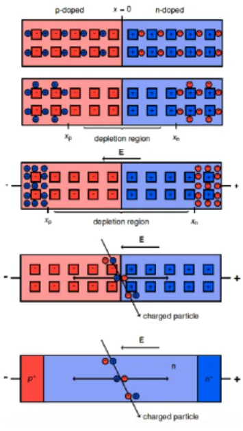 Figura 2.3: Schema di una giunzione-pn e la sua evoluzione in un rivelatore di radiazioni.