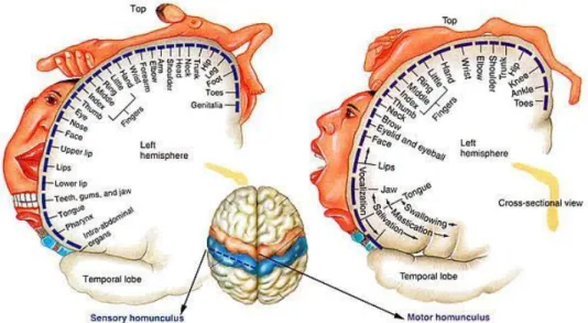 Figura X – Rappresentazione dell’omuncolo sensitivo e dell’omuncolo motorio.   Fonte:  https://thebrainstimulator.net/brain-stimulation-comparison/   