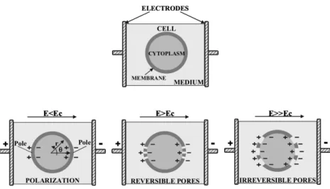 Figura 1.2: Rappresentazione schematica dell’effetto sulla cellula ottenuto con l’applicazione di campi elettrici di diverse intensit` a, con particolare riguardo all’effetto causato dal superamento o meno di E c