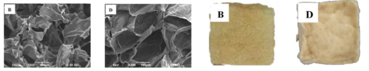 Figura 1.6: Le prime due foto mostrano la microstruttura dei campioni di mela, (B) pretrattato con PEF e (D) senza pretrattamento, le altre due foto mostrano invece la macrostruttura dei due stessi campioni
