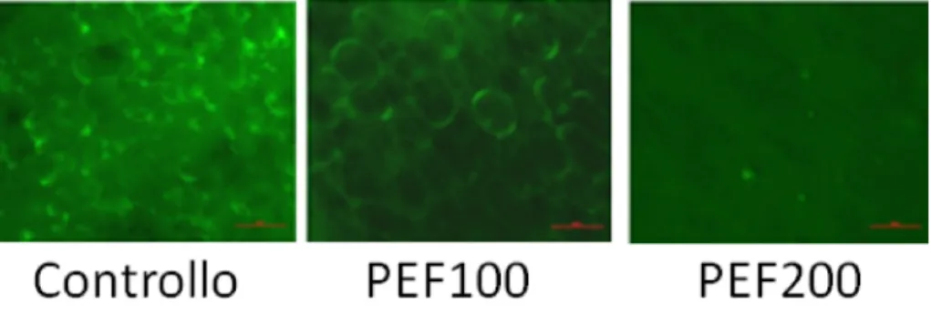 Figura 3.1: Immagini acquisite al microscopio a fluorescenza dei tre campioni trattati con FDA.