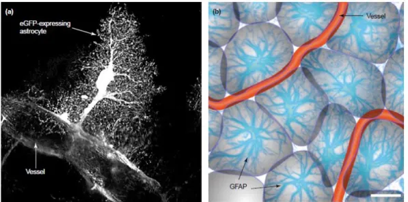 Figura 3 a) Immagine in microscopia confocale di astrocita corticale che mostra l’intimo contatto  con  i  vasi  sanguigni  ed  i  numerosi  processi  che  si  dipartono  da  una  singola  cellula