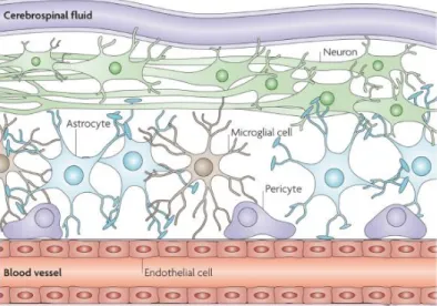 Figura  8  La  barriera  ematoencefalica  è  formata  da  cellule  endoteliali  microvascolari  cerebrali,  astrociti e periciti