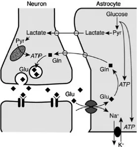 Figura  9  Schema  dell’accoppiamento  neurometabolico  tra  l’attività  sinaptica  e  l’utilizzo  di  glucosio
