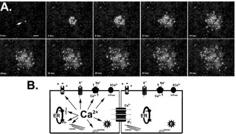 Figura 13 Onde di calcio intercellulari e loro bersagli intracellulari. A) Trasmissione di segnali di  Ca 2+   intercellulari  in  astrociti  in  coltura  caricati  con  Fluo-3-AM