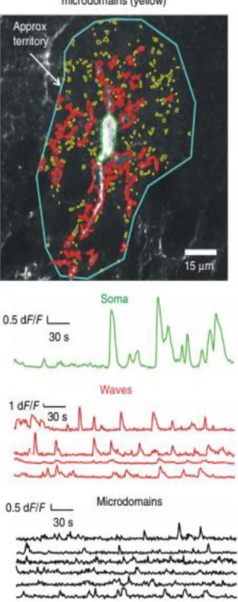 Figura  14  Oscillazioni  di  calcio  in  astrociti  ippocampali  di  topo:  oscillazioni  nel  soma  (verde),  propagazione  di  onde  di  calcio  (rosso),  oscillazioni  nei  microdomini  (giallo)  [Srinivasan  et  al.,  2015]