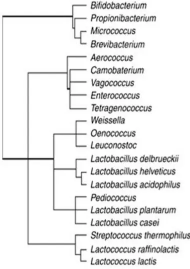 Figura 1: Dendrogramma che evidenzia la relazione filogenetica all’interno dei Gram positivi, basata 