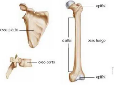 Figura 1. 2 - Differenziazione geometrica delle ossa 
