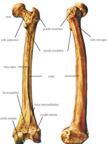 Figura 1.3 - Anatomia del femore 