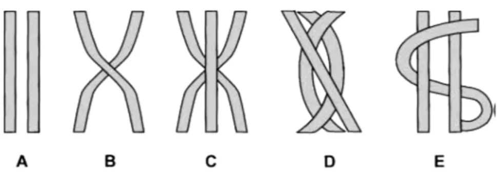 Figura  3.  Rappresentazione  schematica  di  fibre:  (A)  parallele;  (B)  incrociate;  (C) 