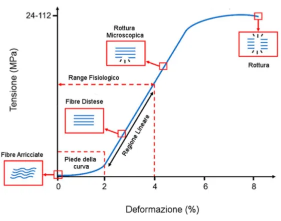 Figura  6.  Curva  tensione-deformazione  del  tendine.  I  range  di  valori  tipici,  della  zona 