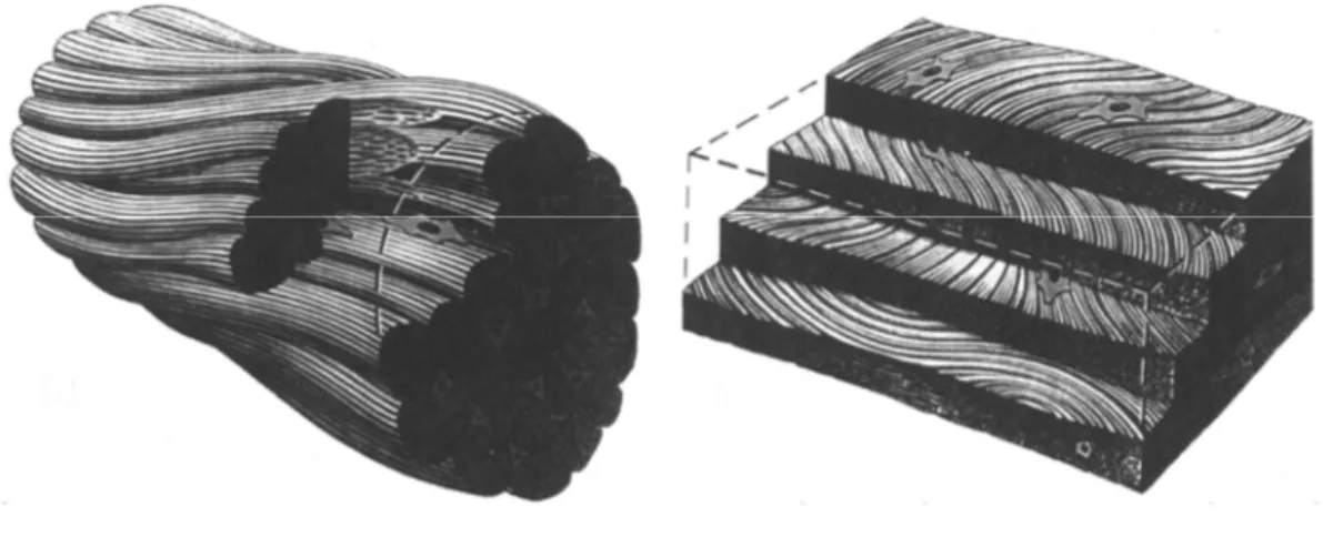 Figura  8.  Esempio  di  organizzazione  delle fibre di  collagene  nel tendine  (sinistra)  e  nel 