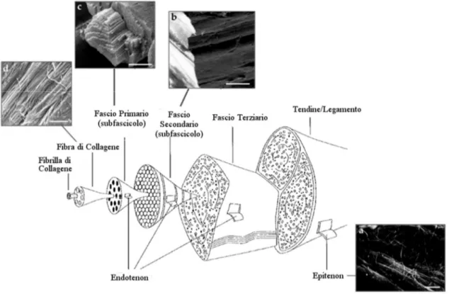 Figura 2.  Struttura gerarchica di tendini e legamenti ( adattata da Kannus, 2000  [3] ) con 