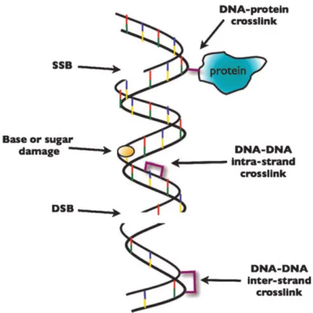 Figure 1.3: Principal DNA damage types induced by ionizing radiation. [43]