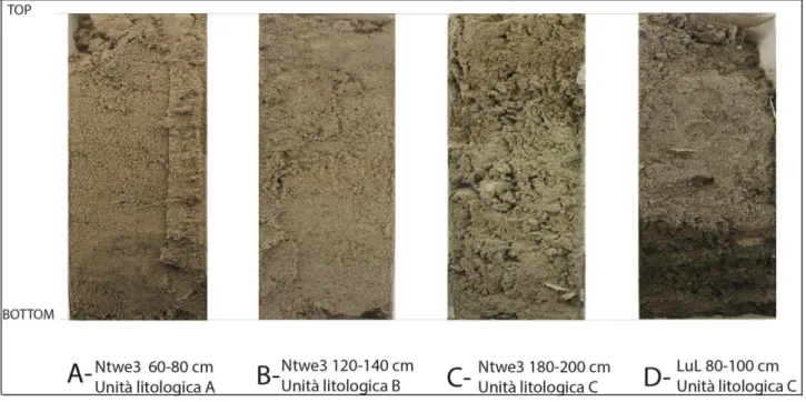 Figura 18: Nell’immagine vengono mostrate 4 carote relative alle 3 unità litostratigrafiche