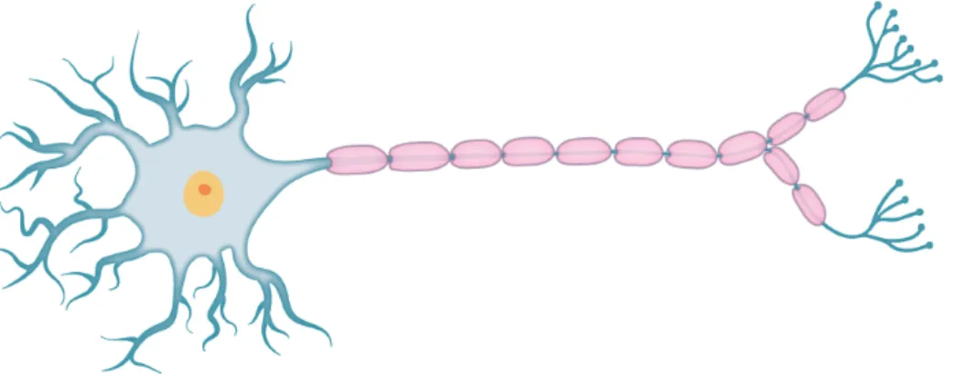 Figura 3.1: rappresentazione di un singolo neurone. Da sinistra verso destra si
