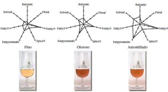 Fig. 2.6 – Profilo odoroso di un vino fino, un oloroso ed un amontillado, secondo lo schema di valutazione e classificazione OAV (Moreno-Arribas e  Polo, 2009)