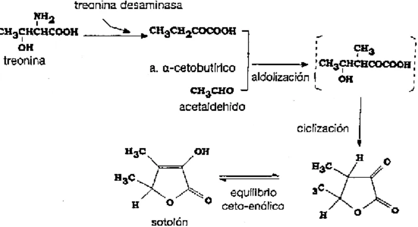 Fig. 3.3 – Meccanismo di formazione del sotolone nei vini gialli del Jura (immagine tratta da Flanzy, 2003).