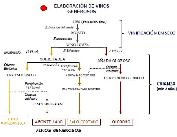 Fig. 2.2 – Schema rappresentativo la produzione ed evoluzione delle varie tipologie di Jeréz (immagine tratta da materiale didattico Universidad de  Cadiz)