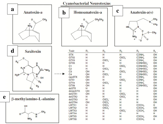 Figura 6. Struttura chimica delle principali neurotossine prodotte da cianobatteri (Merel et al., 2013)
