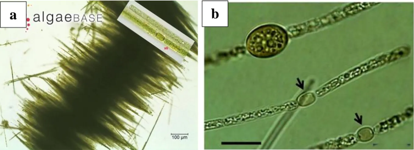 Figura 10. Specie tossiche del genere Aphanizomenon segnalate in Italia: a) Aph.flos-aquae (foto da  Algaebase); b) Aph