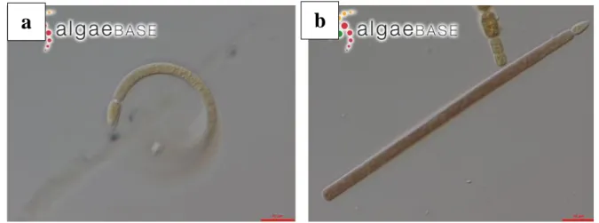 Figura 11. Cylindrospermopsis raciborskii, a) morfotipo curvo, b) morfotipo dritto (foto da Algaebase) 