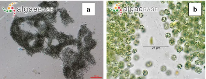 Figura 13. Microcystis aeruginosa, a) colonie irregolari clatrate, b) singole cellule (foto da Algaebase)