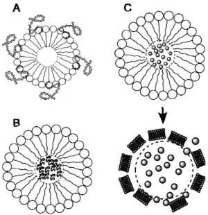 Figura  5.  Microbolle  come  agenti  di  consegna.  Le  microbolle  riempite  con  gas  possono  essere  utilizzate  come  agenti  di  consegna  incorporando  ligandi  sulle  estremità  idrofobiche  (A),  incapsulando  i  ligandi  all'interno  della  micr