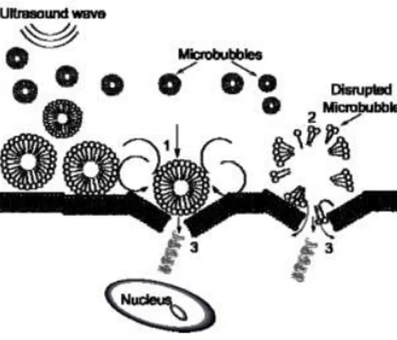Figura 6. Le microbolle riempite di gas irradiate con ultrasuoni oscillano  sotto  l'influenza  della  variazione  di  pressione  e  vengono  spinte  dalla  forza  di  radiazione  verso  la  membrana  cellulare